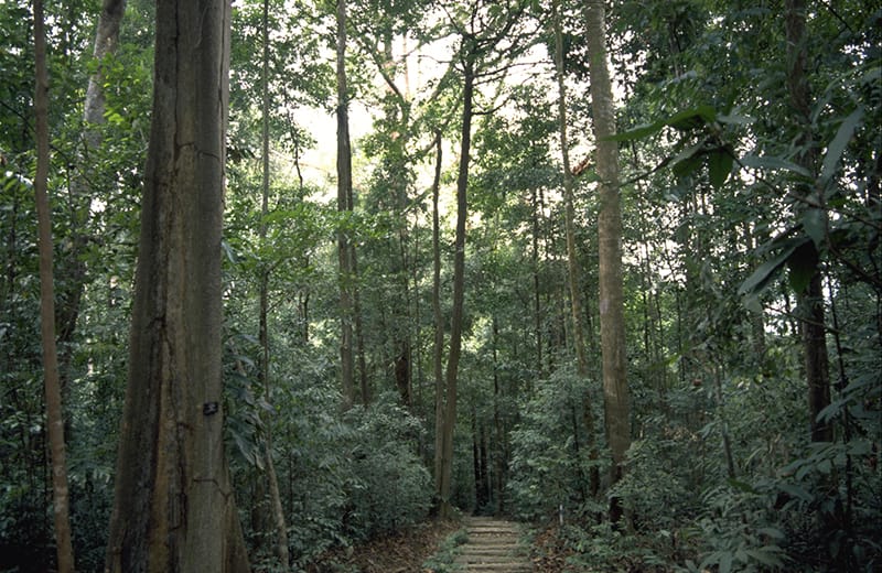 Bukit Timah Nature Reserve, 1988. Ministry of Information and the Arts Collection, courtesy of National Archives of Singapore.